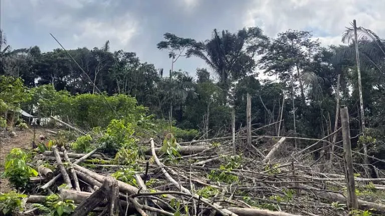 Cut trees left for degradation to allow for small scale agriculture in the future. Amazon rainforest, Orellana Province, Ecuador.